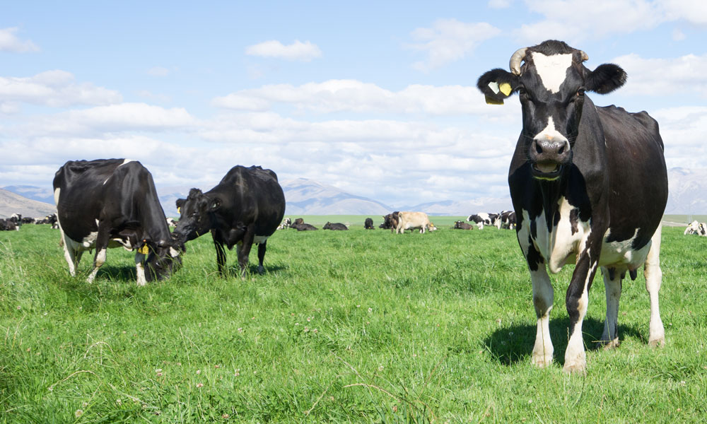 Dairy Cows