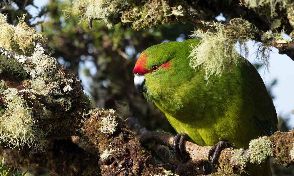 Native Bird